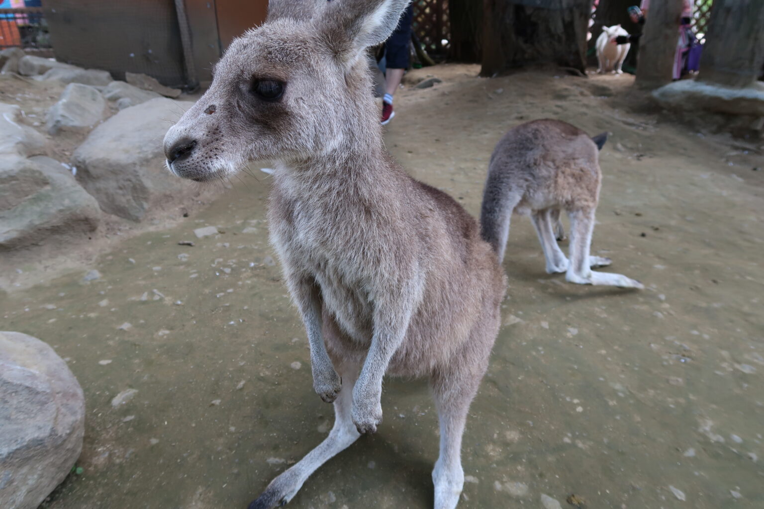 【定山渓温泉・ノースサファリサッポロ】4泊5日夏の北海道、新婚旅行レポ⑤ スキマ家のブログ